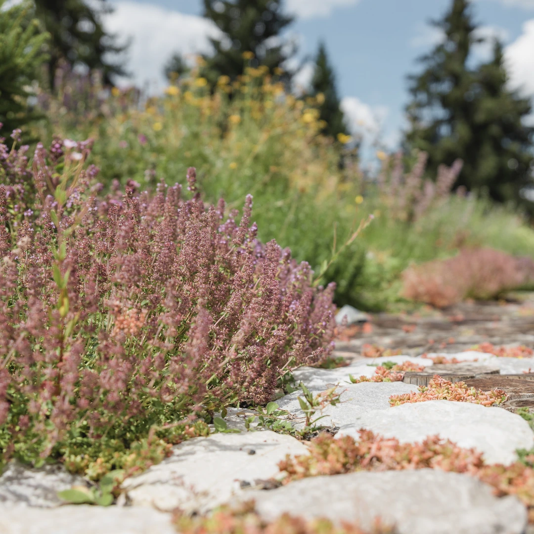 Alpenkräuter, Bio Kräuter, natürlich, naturbelassen